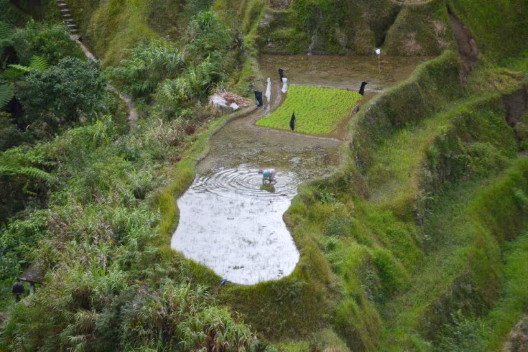イフガオ族によって約２０００年前に作られた フィリピン・ルソン島にあるコルディリェーラの棚田群。 自然と人間の調和の理想の姿のように思えました。
