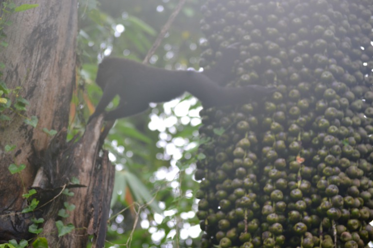クロザル／black macaque/インドネシア／monkey climb モンキークライム