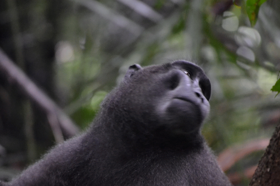 あっち向いてホイ　クロザル　black macaque.