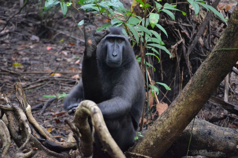 black macaque.生徒「はーい、先生」 先生「足じゃなくて、手をあげなさい」 それでは、今日も、明日も、明後日も、いい１日を。 手のように、足をあげるクロザルさんでした。 この時の地点／タンココ自然保護区