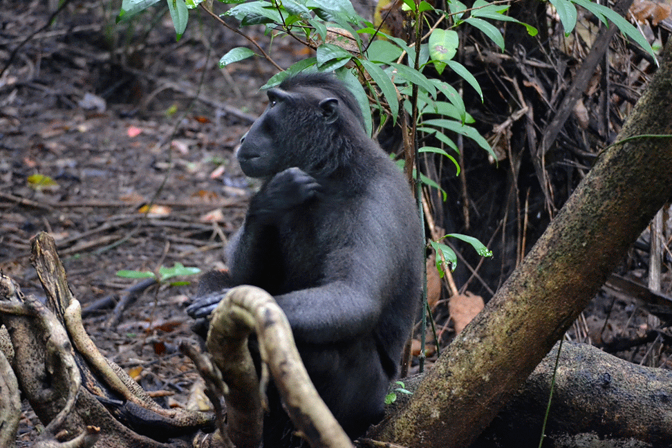black macaque.生徒「はーい、先生」 先生「足じゃなくて、手をあげなさい」 それでは、今日も、明日も、明後日も、いい１日を。 手のように、足をあげるクロザルさんでした。 この時の地点／タンココ自然保護区