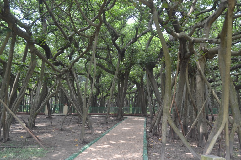 コルカタにあるバンヤン（バニヤン）の木は、「木を見て、森を見る」だ。あっ、特に深い意味はなくて、１本の木なんだけど、森のようにも見えるということ。