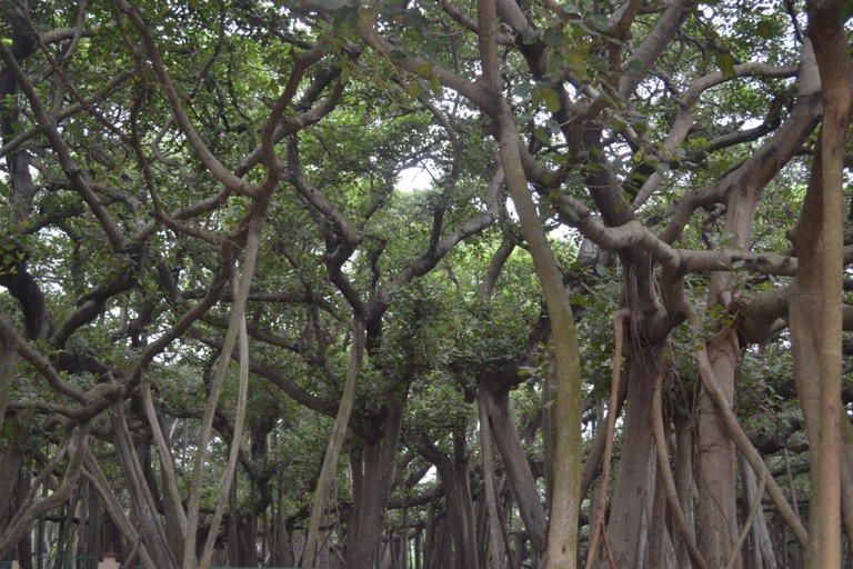 コルカタにあるバンヤン（バニヤン）の木は、「木を見て、森を見る」だ。あっ、特に深い意味はなくて、１本の木なんだけど、森のようにも見えるということ。