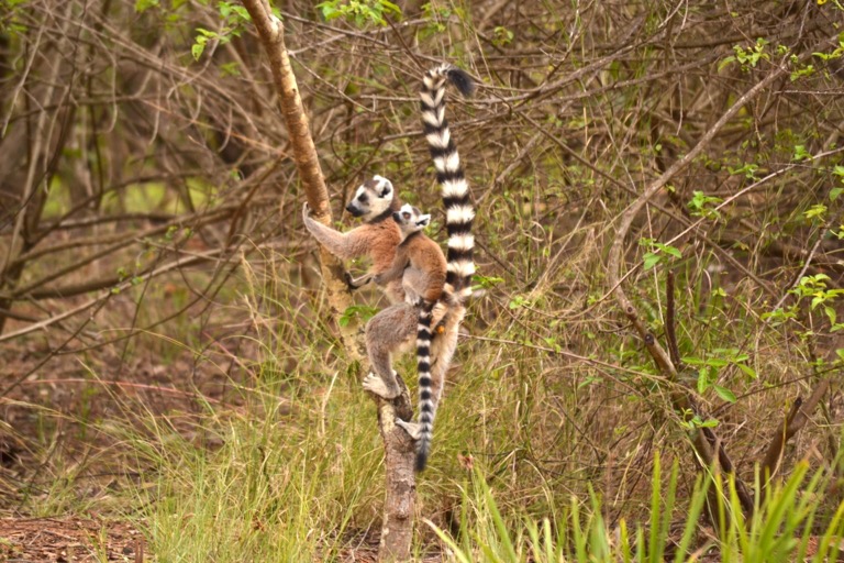 マダガスカルのキツネザル