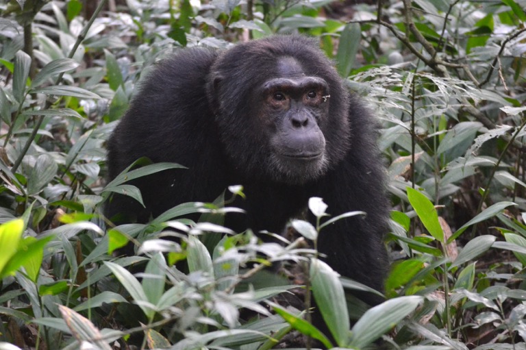 ウガンダ チンパンジー