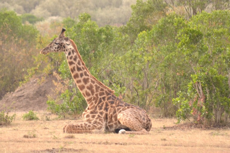 ケニア マサイマラ公園 横顔 野生動物キリン
