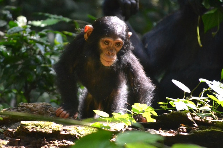 ウガンダ チンパンジー
