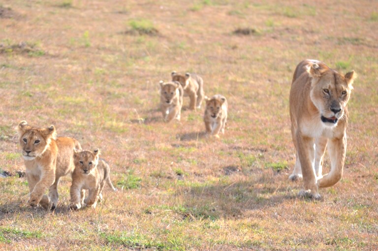 ケニア マサイマラ動物 カメラ目線