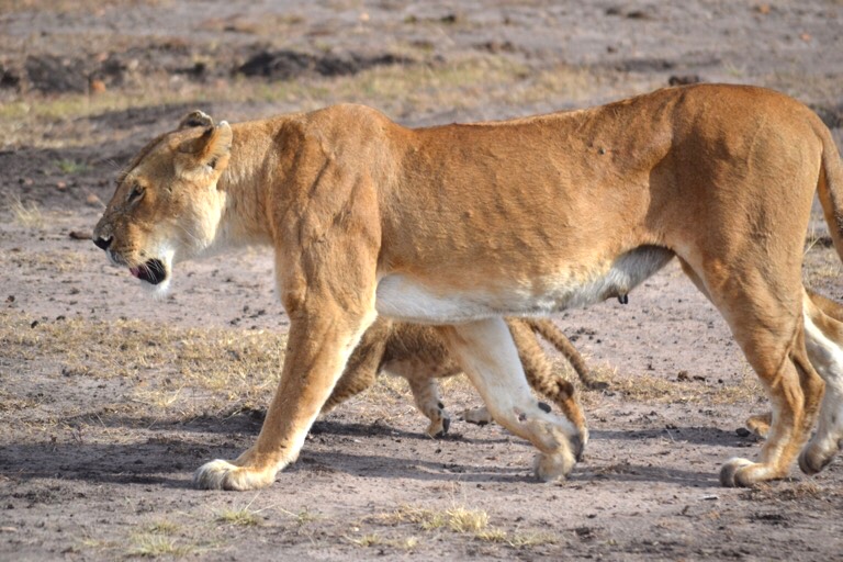 ライオン ケニア マサイマラ公園 横顔 野生動物