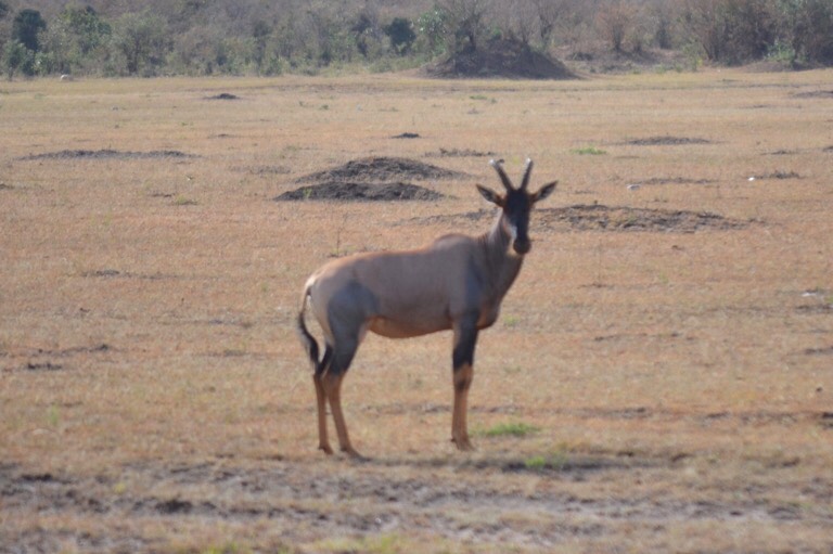 ケニア マサイマラ動物 カメラ目線