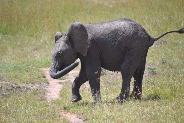 ケニア マサイマラ公園 横顔 野生動物