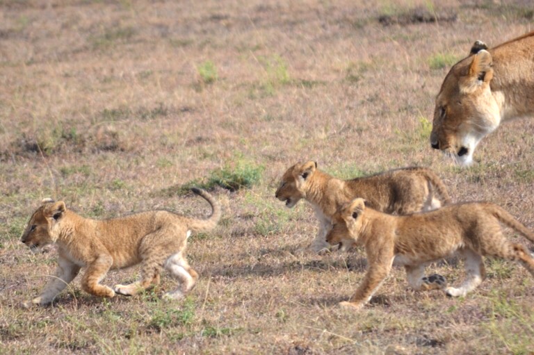 ライオン ケニア マサイマラ公園 横顔 野生動物