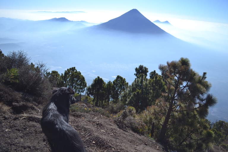 グアテマラにある標高３９７６メートルの アカテナンゴ火山（Volcan de Acatenango） のトレッキングツアーに参加しました。 山を登るのは、あまり好きじゃないんだけど、 つい、となりにある山、 フエゴ火山（Volcan de Fuego）の 噴煙や溶岩を、同じ高さから見たくてね。 このアカテナンゴの登山、 スタート地点は標高２３００メートルで はじめから、心臓やぶりな坂が待ちかまえている。 ハアハアと息を切らしながら歩いていると、 足元をすらっと触れる感覚があって、 「なんだ？」と思って見てみると、 黒い犬が一緒に登山をしているではありませんか。 ガイドのおじさんが言うには、 この犬、「オソ」という名前らしい。 話が脇道にそれるけど、ひとつ目の休憩所でぐだっと休んでいたら、 どこかで聞いたことのある音楽が流れていて、「なんだろう？」と記憶をたどると、坂本龍一さんの曲でした。 さすが、「世界の坂本龍一」。グアテマラの山で耳にすることができるなんて。坂本龍一さんの曲で少し回復したはいいけど、まだまだ山は続くよ、どこまでも。 そして、オソも付いてくるよ、どこまでも。気づいたら、オソは、約３６００メートルの高さにあるテントのはられた場所まで付いてきちゃった。 自分で食事や水を運んでる人間とはちがって、オソは、なにも持ってきてないもんだから、尻尾をふりながら人間に近づいて、みんなから少しずつ食糧や水をもらっている。 みんなで、たき火を囲んで話していたときも、疲れていたのか、ぼくの足の甲を枕にしてオソはぐっすり眠ってしまった。なんという「愛され力」。 テントで一泊して、次の日の朝、日の出を見るために、暗闇の中、ヘッドライトをつけて山頂を目指します。 このアカテナンゴ山、登るのたいへんでして、どれくらかと言うと、一緒に登った１０人のうち、５人は山頂まで行くのをやめてテントに残ったくらいたいへん。 １０歩進んでは、息を整えて、１０歩進んでは、息を整えてのくりかえし。やっとこさの想いで、朝日に間に合い、山頂につくと、オソが先に山頂にいるじゃありませんか。人間はぐったりしてるのに、オソはまだまだ元気そう。なんという「体力」。 オソの愛嬌と体力がうらやましいぞ。 「なぜ山を登るのか？」という疑問に対して、 「そこに山があるから」という名言がある。 「犬はなぜ山を登るのだろう？」もしかしたら、「そこに人間がいるから」なんじゃないかな。それが人間に愛されている秘訣な気がする。 山頂では、すばらしい景色が見られました。 火山と山頂の写真は、明日お見せします。 それでは、今日も、明日も、明後日も、いい１日を。 ほんとうに、犬っていいよね、すごいよね。 このときの場所／グアテマラ アカテナンゴ山 現在地／アルゼンチン バリローチェ にほんブログ村の「旅行ブログ」に参加しています。 よかったら、「見たよ」のあかしに、世界一周バナーをクリックして下さい。 　１日１回のクリックが応援になる仕組みです。 バナーをクリックするだけで投票完了です。 [alert]感想を送る[/alert]