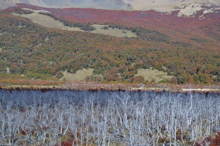 アルゼンチン パタゴニア セロ・トーレ湖 エル・カラファテ