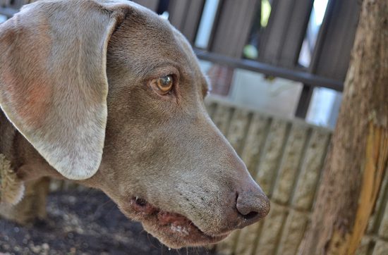 年を経るほどにかわいい犬。カヤ