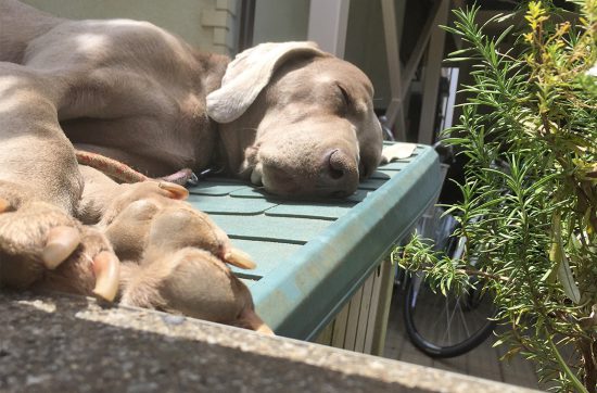 犬のカヤをカメラで撮影してみるが、 なかなかいい表情の写真が撮れない。 基本、カメラのレンズを見なかったり、 カメラを向けられるのが、うれしくないのです。 犬は人間とも目を合わせることが 苦手といいますが、レンズも同じなのでしょう。 でも、カメラを向けないで、 犬を眺めていると本当にいい表情をしているのです。 たとえば、顔面をペロペロと舐めてくるときは、大迫力。 目を閉じずに、カヤを見てみると、 市川海老蔵さん並みの目ジカラをしているのです。 この表情を写真に撮れたら、 どれだけいいだろうなあ。 でも、こんな写真はなかなか撮れないのです。 あらゆる人が写真には残すことのできない すばらしい瞬間を目にしているだろうし、 頭のどこかにストックしているんだと思うんです。 でも、それを目に見える形には残せていない。 だからこそ、 カメラが媒介していることを忘れさせるくらいに モデルの表情を引き出している写真家や、 いい表情を見せるモデルの仕事は 価値になるんだろうなあ。 それは写真に関わる仕事だけでなく、 そこにあるムードを感じ取って言葉にする作家だとか、 そこにある変を感じて笑いに還元するお笑いの方に 価値があるのと同じでしょう。 以前CMディレクターの方が、CMの撮影時に はじめて会った2人の芸能人同士の緊張感をなくすために トランポリンでジャンプさせながら広告の撮影をしたといいます。 それでは、今日も、明日も、明後日も、いい１日を。 かたちにできないものを、かたちにするからお仕事だ。