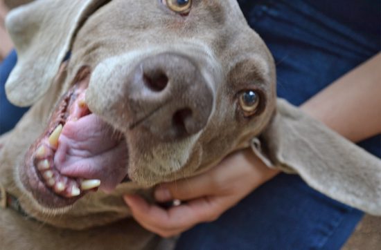犬（カヤ）にギュっと抱きついてみると、 しばらくは、腕のなかでじっとしているのですが ある程度時間がたつと「もういいかな」と、 腕を鼻でぐいっとふりはらって、 コトコトとどこかへ行ってしまうのです。 おいおい、いつも甘えてくるのに、 こちらが甘えてみると、その態度かい。 そっちがそのつもりなら、こっちだって 撫でてやらないからなと思っていても、 近づいてきたら、やっぱり撫でしまう。 完全に転がされているではありませんか。 なんでこんなことを書いたかというと、 「犬だって、自由がほしい」ことを言いたかった。 首輪をつけられて、たいていの犬は リードをつけられながら散歩をしている。 そんな犬にだって、自由でありたい意思がある。 だから、好きだっていう気持ちを表現して ギュっと抱きしめてもいいけど、 犬が自由に逃げる余白は残しておいてあげる。 どこかへ行きたい、動きたいと思っていたら、 そっと手を緩めてあげる。 これは、人間にも言えるんじゃないかと思うんです。 好きで仕方ない彼女、彼氏だとか、 愛してやまない娘、息子だとか、 そんな彼らが、ちょっと動きたいなと思っていたら、 その手をやさしく緩めてあげるやさしさみたいなものが。 それは、「別れたい」と言われたら、 手を離して「別れなさい」ということではなく、 人間大なり小なり「自由を求めている」ことを わかりながら、相手をあたためるということ。 「可愛い子には旅をさせよ」なんて、 命令形で言うつもりはありませんが、 「可愛い子には旅をする自由を与えよ」と思うのです。 それでは、今日も、明日も、明後日も、いい1日を。 無意識でも居心地がいいのが、ちょうどいい友達だ。