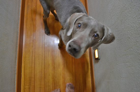 犬のカヤが１月２９日で１３歳になった。 毎年、犬用のケーキをあげているのですが、 誕生日ケーキを食べさせる前に、 人間の欲を満たすための時間、 カヤとケーキの撮影タイムが待っている。 ケーキを目の前に「マテ」をさせられるものだから、 カヤにとっては拷問である。 小さな水溜まりができてしまうくらいに、 ヨダレがだらだらと床に滴れる。 でも、早く食べされろという表情をしながら、 飼い主の言う「ヨシ」まで待っているのです。 今年のカヤは違った。 「マテ」が全くきかなかったのです。 ケーキと一緒に記念撮影をしようとすると、 がぶりっ。 からの、ぺろぺろ。 こうなった彼女は誰も止められない。 「バカ」なんて言いながら、みんな大笑い。 犬って、すごいね。 ただそこにいるだけて、家が明るくなります。 それでは、今日も、明日も、明後日も、いい１日を。