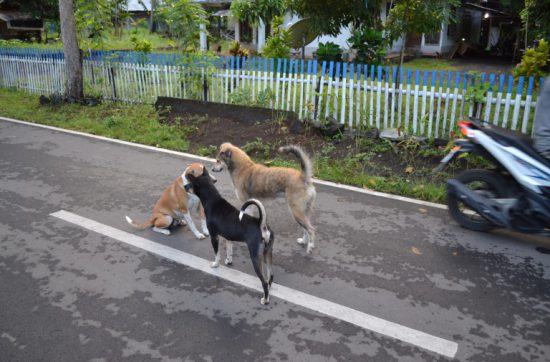 インドネシア、タンココの道路には、 いつも犬が休憩をしていたり、 寝そべったりしている。 犬だけではない。 人間も横たわったりしていて、 そこに寝なくてもいいのにという感じだ。 それでは、今日も、明日も、明後日も、いい１日を。 愉快で、まじめなクロザルさん。 この時の地点／タンココ自然保護区