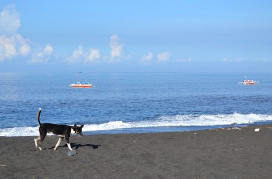 漁師のおじちゃんが教えてくれたのだが、 タンココの海には、突如、島が現われ、 突如として消えてなくなるのだそう。 この街を訪れる外国人は 「昨日は、島があったのに、なんでなくなったの？」 と驚くという。 なんでだと思います？ その理由は、夜からはじまる漁が関係している。 この場所では、夜暗くなってから 小さな船同士が集まって魚を囲いこみ、 その囲いこんだ魚を大きな船がガサッと捉えるという チームワーク作戦がある。 そんでもって、夜、海の上に小さな船が集まる姿が、 海岸からその様子を見るひとにとっては、 島があるかのように見えてしまうのです。 朝になると、漁を終えた船はそこにない。 それはそれはキラキラとした島なんでしょうねえ。 それでは、今日も、明日も、明後日も、いい１日を。 そんな島があってもいいよね。 この時の地点／タンココ自然保護区 にほんブログ村の「旅行ブログ」に参加しています。 よかったら、「見たよ」のあかしに、世界一周バナーをクリックして下さい。 　１日１回のクリックが応援になる仕組みです。 [alert]感想を送る[/alert]