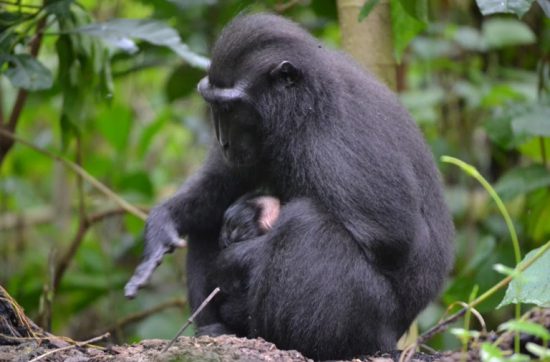 rap monkey.ラップで子守唄。クロザル。black macaque.