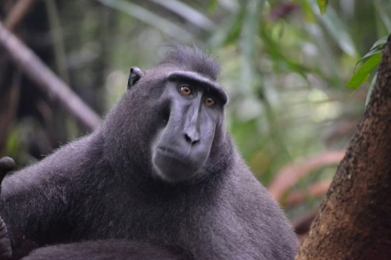 あっち向いてホイ　クロザル　black macaque.