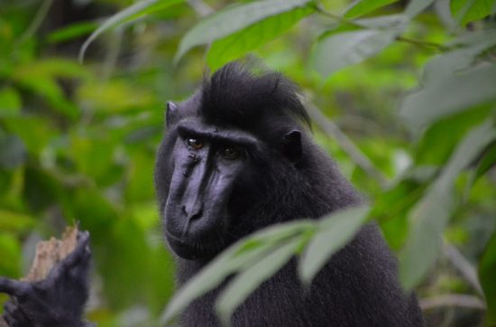 クロザルの群れを追いかけていると、 タンココ自然保護区のなかにトラップを発見。 地元の人間が、ブタや野ネズミを捕獲するために 仕掛けたものだという。 そんなトラップにクロザルがひっかかることもある。 クロザルはミナハザという場所で 食用にもなるということから、 現金を得るために売りとばされてしまう。 親をなくした赤ん坊はペットとしても 売りとばされてしまうのだという。 ミナハザにはモンゴル系の人々が住んでいて、 犬、猫、サル、ねずみなどなど、 なんでも食べる習慣が昔からあるのだとか。 ウソかまことか、古くは人間も食べていた というではありませんか。 トラップは、その場所に足（体重）をかけると、 紐が「ビヨーン」と伸び上がり、 動物の足が釣り上げられる仕組みになっている。 ガイドのマービンが、 「（クロザルを守る団体への）いいお土産になる」 と言いながら、トラップを淡々とはずしていく。 ぼくもトラップの場所に木の枝を突き刺して、 トラップを外すのを手伝ったのだが、 紐が釣りあがる音「ビヨーン」に心臓がドキドキ。 なにを隠そう、大きな音に弱いのです。 飛行機のなかでトイレの水を流すときの音 「ズッコーン」に、子どもの頃からドキドキしてしまう。 クロザルはトラップに気づいているのか、いないのか、 トラップの近くにちょこんと腰掛けているではないか。 それでは、今日も、明日も、明後日も、いい１日を。 みんなの目と口で、止められることもあるのでは。 この時の地点／タンココ自然保護区 にほんブログ村の「旅行ブログ」に参加しています。 よかったら、「見たよ」のあかしに、世界一周バナーをクリックして下さい。 　１日１回のクリックが応援になる仕組みです。 [alert]感想を送る[/alert]