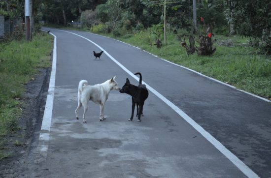 そこに線があるけど、犬には関係ない。 そこに線があるけど、鳥には関係ない。 そこに線があるけど、魚には関係ない。 それでは、今日も、明日も、明後日も、いい１日を。 みんなの目と口で、止められることもあるのでは。 この時の地点／タンココ自然保護区