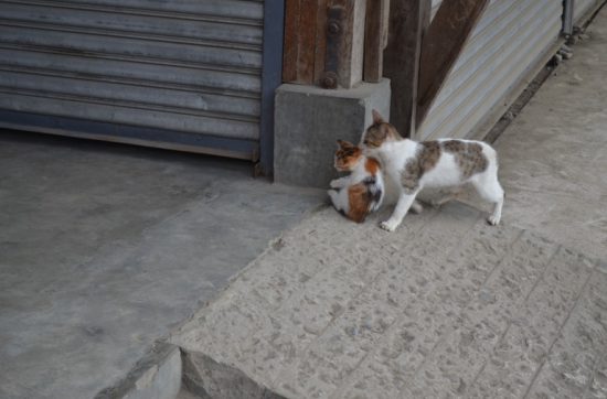 親猫が、仔猫の首の箇所をくわえて運んでいた。 痛そうにもみえるんだけど、猫の本能として、 仔猫の痛くない場所がわかるのだとか。 人間も、相手の痛いところと、痛くないところを、 本能的に知っていると思う。 だから、親が子どもが指導する場合、 先輩が後輩を引っ張っていく場合、 相手の痛くない場所をくわえて運ぶんだ。 それでは、今日も、明日も、明後日も、いい１日を。 痛みを与えて連れて行くのは、どちらにとってもてえへんだ。 この写真の地点／ダバオ にほんブログ村の「旅行ブログ」に参加しています。 よかったら、「見たよ」のあかしに、世界一周バナーをクリックして下さい。 　１日１回のクリックが応援になる仕組みです。 [alert]感想を送る[/alert]