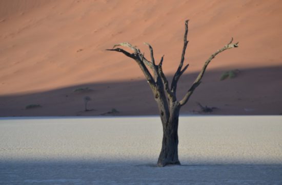 ナミブ砂漠 Deadvlei デッドフレイ