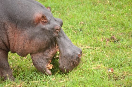 あなたには、「この人とは切っても切れない 関係だなあ」というだいじな人はいるでしょうか。 動物の世界にも切っても切れない関係があります。 今日、紹介するのは、 「この動物と、あの動物が！？」という 意外な二組の関係性です。 ボツワナのチョベでボートサファリに参加した。 ナミビアとボツワナの間に流れる、 緩やかなチョーブ川の間を船で進むと、 そこにはワニや、アンテロープ、ヌー、 泳げることができるという鹿がいた。 アフリカに来たら観たかったカバもいて、 草を無我夢中で食べている。 カバの草を食べる音は「ムシャムシャ」なんて かわいいものじゃなくて、 「ガシャガシャ」と表したいくらい迫力があって、 静かな川に音が鳴り響いている。 カバを観ていると、あることに気がついた。 草を食べているカバの近くには、 必ずとっていいほど小さな鳥がいるのだ。 一頭のカバにつき、一羽か二羽の鳥がそばにいる。 その体格差といったら、１０００倍はあるだろう。 なんで、カバのまわりには鳥がいるのだろう。 ボートに乗っているガイドさんに聞いてみると、 そこには明快な理由があったのでした。 鳥は虫を食べて生きているんだけど、 たいていの虫は草と同じ緑色で、 鳥はかんたんに虫を見つけることができない。 でも、大きなカバが草をガシャガシャと 食べていると、草むらにいる虫が 驚いて飛び跳ねるので、虫がどこにいるか わかるのだという。 なるほど、鳥にとってカバは、うれしい存在だ。 でも、カバにとっては、どうなんだろう？ そう思って、続けざまにガイドさんに聞いてみた。 聞くと、カバにとっても、鳥はうれしい存在でした。 ガイドさん「カバにも敵がいるんだ」 ぼく「えっ、カバ最強説を信じてたんだけど」 ガイドさん「You and me（俺とお前だ）」 ガイドさん「それとライオンだ」 ガイドさんが説明するには、 人間やライオンがカバに近づいていったとき、 より敵に敏感な鳥が飛び立つことで、 カバが敵の存在にすばやく気づくことができるのだ。 食べることに夢中になっているカバにとって 最高の友だちかもしれない。 それでは、今日も、明日も、明後日も、いい１日を。 互いにうれしいって、やっぱりいいですよね。 このときの場所／ボツワナ カサネ 現在地／日本一時帰国 にほんブログ村の「旅行ブログ」に参加しています。 よかったら、「見たよ」のあかしに、世界一周バナーをクリックして下さい。 　１日１回のクリックが応援になる仕組みです。 [alert]感想を送る[/alert]