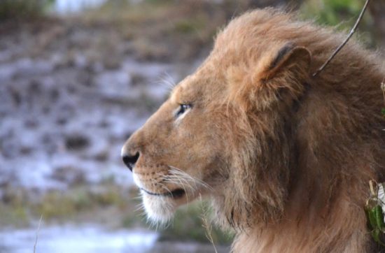 ケニア マサイマラ公園 横顔 野生動物