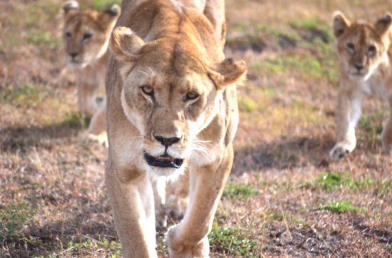 ライオン ケニア マサイマラ動物 カメラ目線