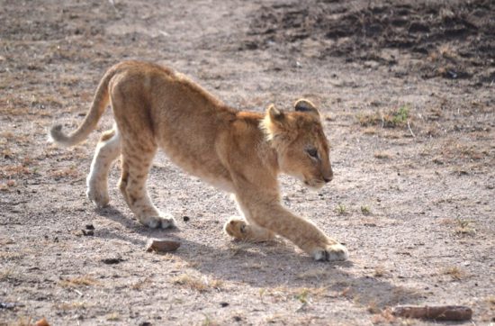 野生のどうぶつが、 野生を知らずに動物園のさくの中で 育ったどうぶつに話しています。 野生のセカイに、時計はないよ。 太陽がいつもおしえてくれるから。 野生のセカイに、病院はないよ。 傷口を、ベロでなめてまつんだ。 野生のセカイに、屋根はないよ。 つよい雨や雹がふっても、 木にかくれるか、気にしないか。 野生のセカイに、トイレはないよ。 いや、どこでもトイレか。 野生のセカイに、飼育員はないよ。 腹がすいてうごけなくなる前に、 自分でさがして口にするんだ。 そんなセカイにも、あるものがあるよ。 敵と自由さ。 動物園で育ったどうぶつの 目の前の柵はこわれていて、 野生になることもできます。 さあ、このあと、どうしたのだろう。