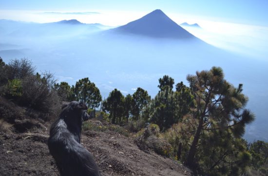 グアテマラにある標高３９７６メートルの アカテナンゴ火山（Volcan de Acatenango） のトレッキングツアーに参加しました。 山を登るのは、あまり好きじゃないんだけど、 つい、となりにある山、 フエゴ火山（Volcan de Fuego）の 噴煙や溶岩を、同じ高さから見たくてね。 このアカテナンゴの登山、 スタート地点は標高２３００メートルで はじめから、心臓やぶりな坂が待ちかまえている。 ハアハアと息を切らしながら歩いていると、 足元をすらっと触れる感覚があって、 「なんだ？」と思って見てみると、 黒い犬が一緒に登山をしているではありませんか。 ガイドのおじさんが言うには、 この犬、「オソ」という名前らしい。 話が脇道にそれるけど、ひとつ目の休憩所でぐだっと休んでいたら、 どこかで聞いたことのある音楽が流れていて、「なんだろう？」と記憶をたどると、坂本龍一さんの曲でした。 さすが、「世界の坂本龍一」。グアテマラの山で耳にすることができるなんて。坂本龍一さんの曲で少し回復したはいいけど、まだまだ山は続くよ、どこまでも。 そして、オソも付いてくるよ、どこまでも。気づいたら、オソは、約３６００メートルの高さにあるテントのはられた場所まで付いてきちゃった。 自分で食事や水を運んでる人間とはちがって、オソは、なにも持ってきてないもんだから、尻尾をふりながら人間に近づいて、みんなから少しずつ食糧や水をもらっている。 みんなで、たき火を囲んで話していたときも、疲れていたのか、ぼくの足の甲を枕にしてオソはぐっすり眠ってしまった。なんという「愛され力」。 テントで一泊して、次の日の朝、日の出を見るために、暗闇の中、ヘッドライトをつけて山頂を目指します。 このアカテナンゴ山、登るのたいへんでして、どれくらかと言うと、一緒に登った１０人のうち、５人は山頂まで行くのをやめてテントに残ったくらいたいへん。 １０歩進んでは、息を整えて、１０歩進んでは、息を整えてのくりかえし。やっとこさの想いで、朝日に間に合い、山頂につくと、オソが先に山頂にいるじゃありませんか。人間はぐったりしてるのに、オソはまだまだ元気そう。なんという「体力」。 オソの愛嬌と体力がうらやましいぞ。 「なぜ山を登るのか？」という疑問に対して、 「そこに山があるから」という名言がある。 「犬はなぜ山を登るのだろう？」もしかしたら、「そこに人間がいるから」なんじゃないかな。それが人間に愛されている秘訣な気がする。 山頂では、すばらしい景色が見られました。 火山と山頂の写真は、明日お見せします。 それでは、今日も、明日も、明後日も、いい１日を。 ほんとうに、犬っていいよね、すごいよね。 このときの場所／グアテマラ アカテナンゴ山 現在地／アルゼンチン バリローチェ にほんブログ村の「旅行ブログ」に参加しています。 よかったら、「見たよ」のあかしに、世界一周バナーをクリックして下さい。 　１日１回のクリックが応援になる仕組みです。 バナーをクリックするだけで投票完了です。 [alert]感想を送る[/alert]