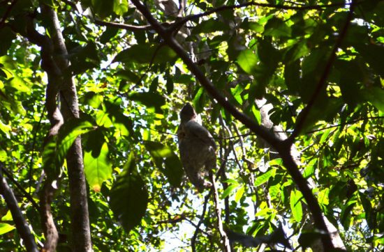 自然がゆたかなコスタリカにある マヌエル・アントニオ国立公園 （Parque National Manuel Antonio）へ行った。