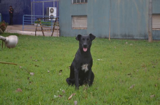 パラグアイからブラジルに向かった日、 パラグアイとブラジルの国境に犬がいた。 耳が垂れていて、黒いけど胸毛は白い犬だ。 暑くてハアハアしてるわけでもないのに、 舌を出しながら、じっとこちらを見ている。 なんとも、愛くるしい表情だ。 この犬に、国境は関係ない。 パラグアイにいようが、 ブラジルにいようが自由だ。 犬は、ニンゲンが引いた線を気にしない。 ニンゲンは黒人と白人で分けるけど、 犬は肌が黒くても白くても態度を変えない。 ニンゲンは痩せと肥満で分けるけど、 犬はガリガリとデブで態度を変えない。 ニンゲンはバカと優秀で分けるけど、 犬は頭がわるくてもよくても態度を変えない。 ニンゲンはブスと美形で分けるけど、 犬は顔がわるくてもよくても態度を変えない。 ニンゲンは貧乳と巨乳で分けるけど、 犬は胸が小さくても大きくても態度を変えない。 ニンゲンは貧乏と裕福で分けるけど、 犬は貧しい人とお金持ちで態度は変えない まあ、エサくれる人のほうが好きだろうけど。 「なんでだろう？」犬に聞いてみた。 大きな声で「ワン」と犬が言う。 「ONE」それぞれ同じ人間ってことかしら。 それでは、今日も、明日も、明後日も、いい１日を。 はやく、うちの犬に会いたい。 このときの場所／パラグアイとブラジル国境 現在地／スイス ベルン にほんブログ村の「旅行ブログ」に参加しています。 よかったら、「見たよ」のあかしに、世界一周バナーをクリックして下さい。 　１日１回のクリックが応援になる仕組みです。 バナーをクリックするだけで投票完了です。 [alert]感想を送る[/alert]